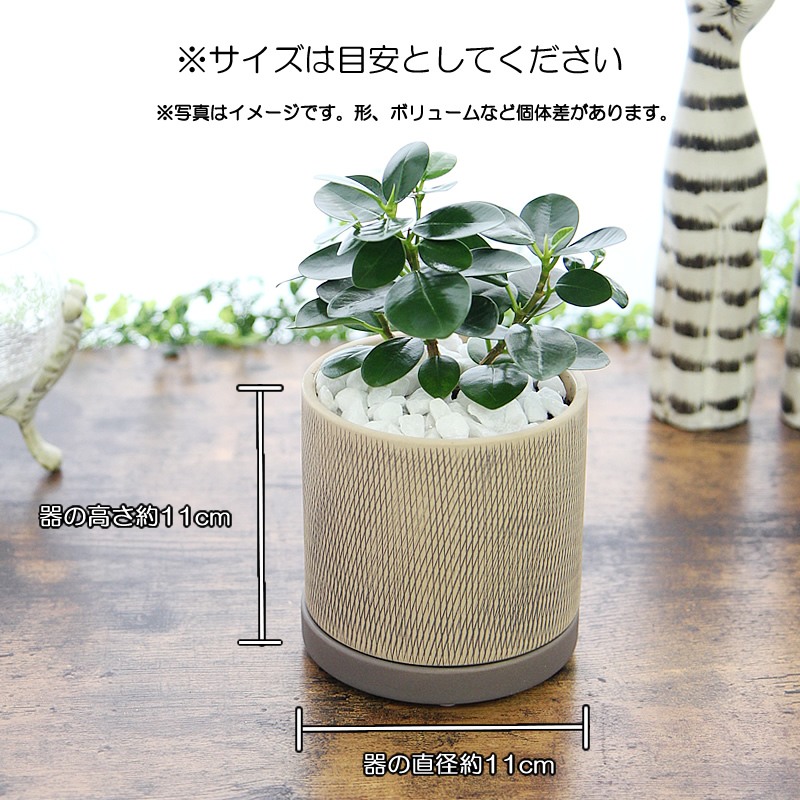 パンダガジュマル アミ模様丸陶器鉢 観葉植物 送料無料 プレゼント