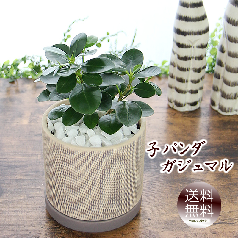 pandashirin8886.jpg