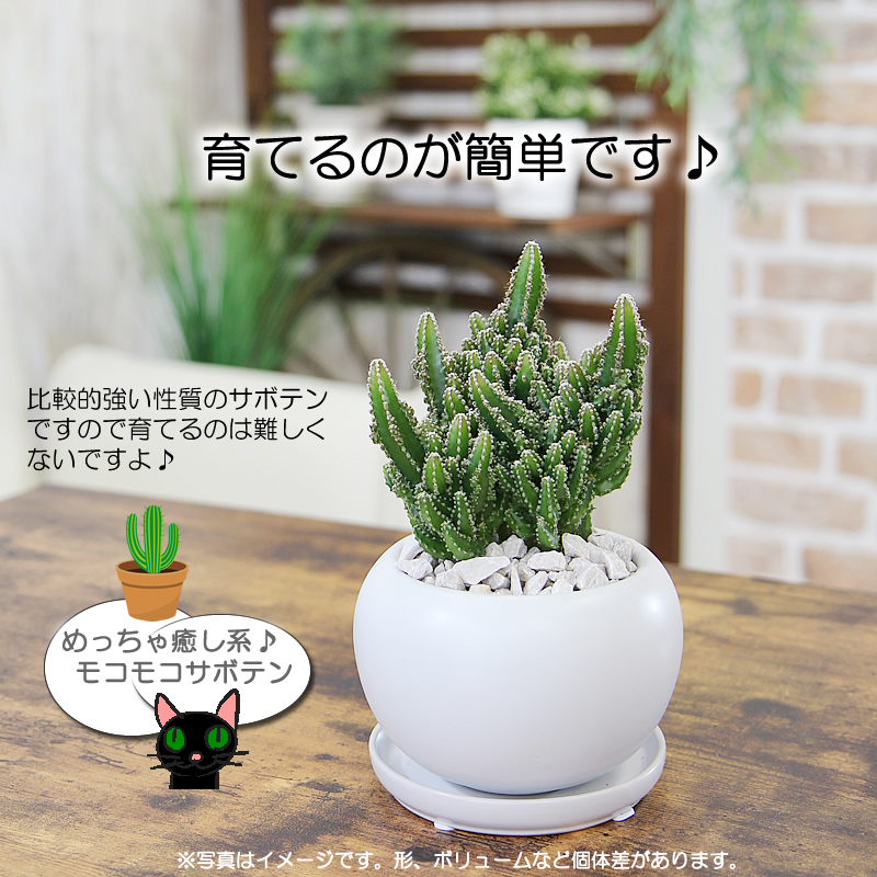 モコモコ育つ セレウスペルヴィアヌス サボテン 多肉植物 観葉植物