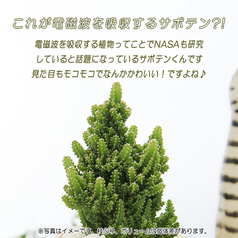 観葉植物 サボテン セレウスペルヴィアヌス モコモコ育つ アミ模様丸