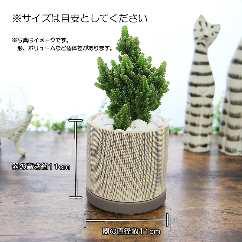 モコモコ育つ セレウスペルヴィアヌス サボテン アミ模様丸陶器鉢 多肉