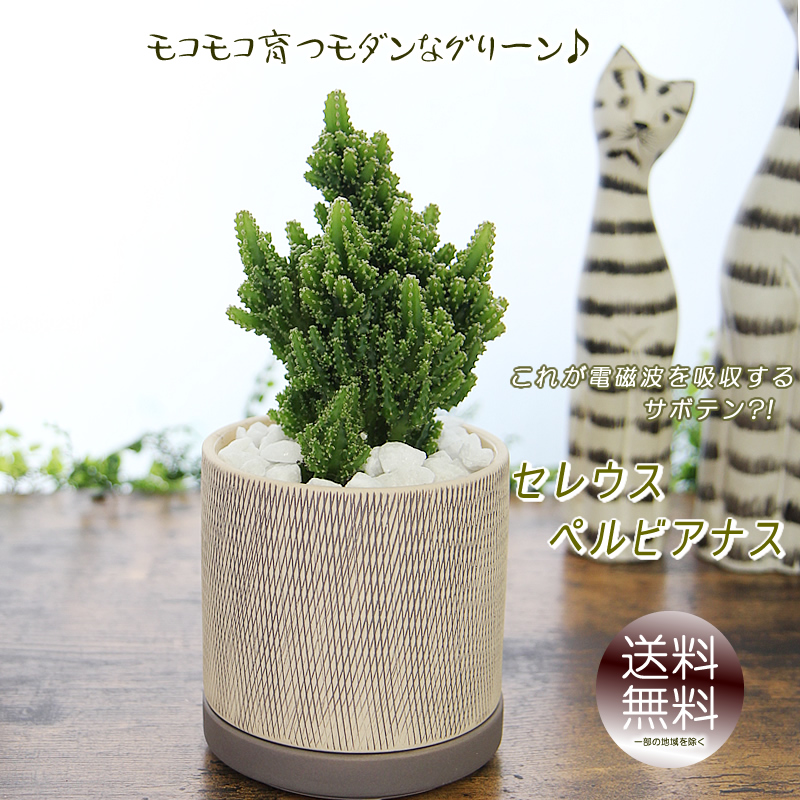 モコモコ育つ セレウスペルヴィアヌス サボテン アミ模様丸陶器鉢 多肉