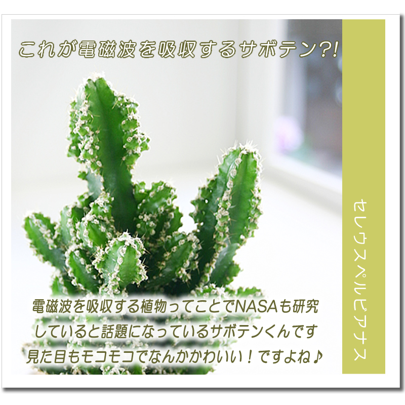 モコモコ育つ セレウスペルヴィアヌス サボテン 多肉植物 観葉植物