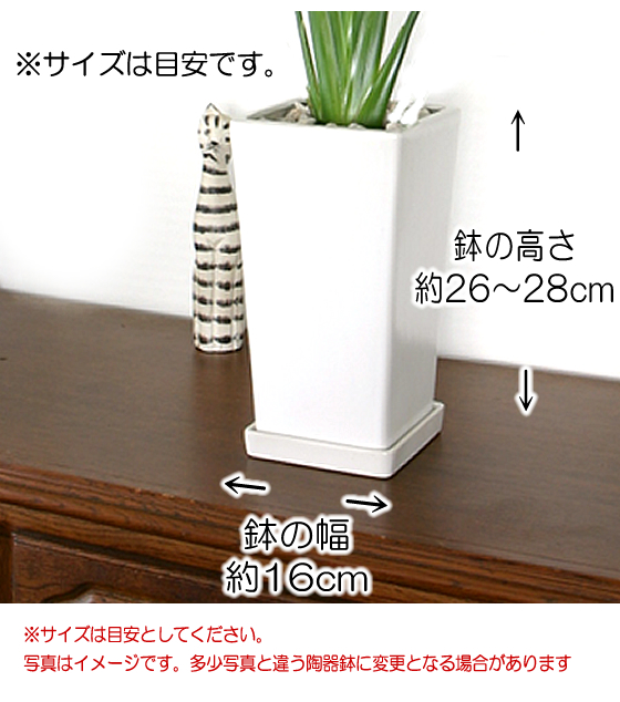 モンステラ 陶器鉢 大きな葉で人気 観葉植物 プレゼント ギフト 送料