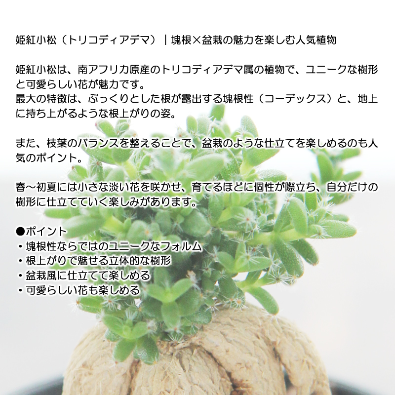 姫紅小松 トリコディアデマ 3号プラ鉢 1個販売 根上がり 塊根植物 多肉