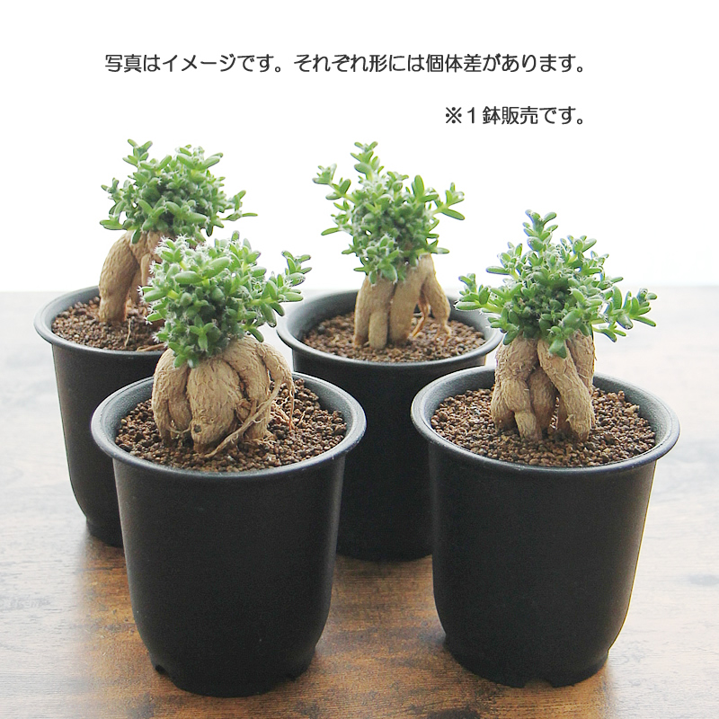 姫紅小松 トリコディアデマ 3号プラ鉢 1個販売 根上がり 塊根植物 多肉