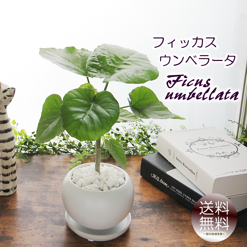 フィカス　ウンベラータ　スタンド仕立て　陶器鉢　植え込み発送 楽天市場】観葉植物 フィカス・ウンベラータ7号角高陶器鉢|高さ