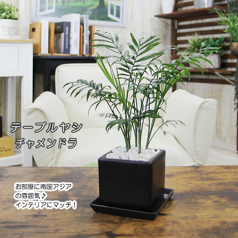 テーブルヤシ チャメンドラ 送料無料 観葉植物 ギフト プレゼント