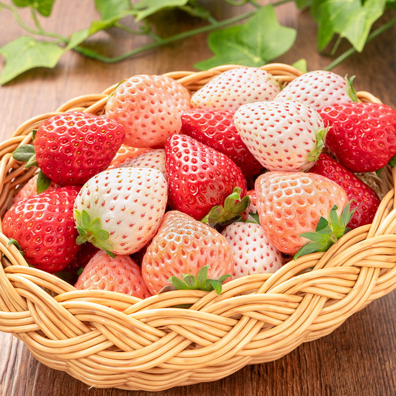 いちご3種食べ比べセット 250g×4パック 合計1kg 1箱 2パック 古都華