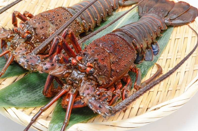 伊勢海老&ロブスターセット