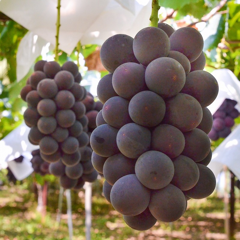 ピオーネ 山梨県 長野県産 種なし 1箱 2kg前後 650g前後×3房 3L サイズ