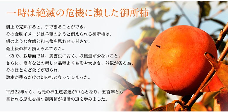 御所柿3種食べ比べセット 奈良県産 約2kg（目安として9〜12玉、本御所