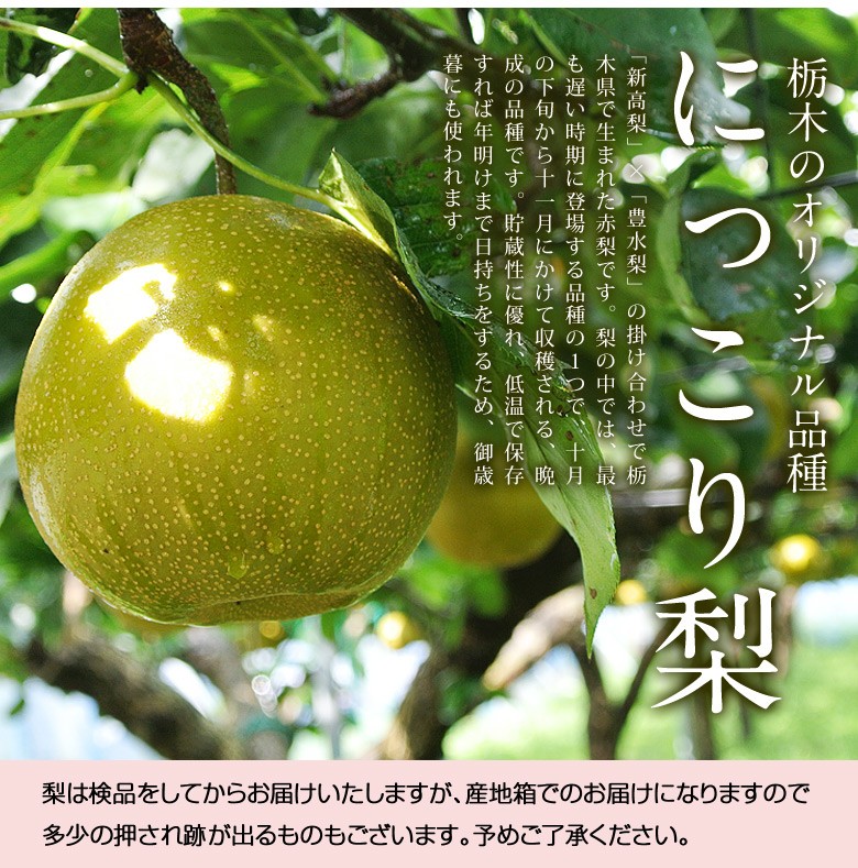 にっこり梨 栃木県産 JAなすの 約5kg 大玉 5〜10玉 優〜秀品 ※常温