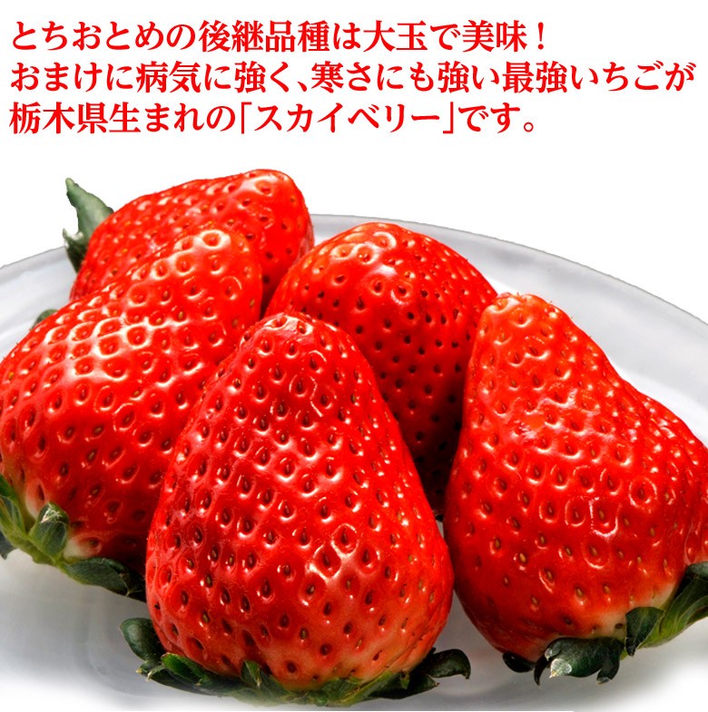 いちご 栃木県産 「スカイベリー」 1箱 約300g(5〜15粒)×2パック