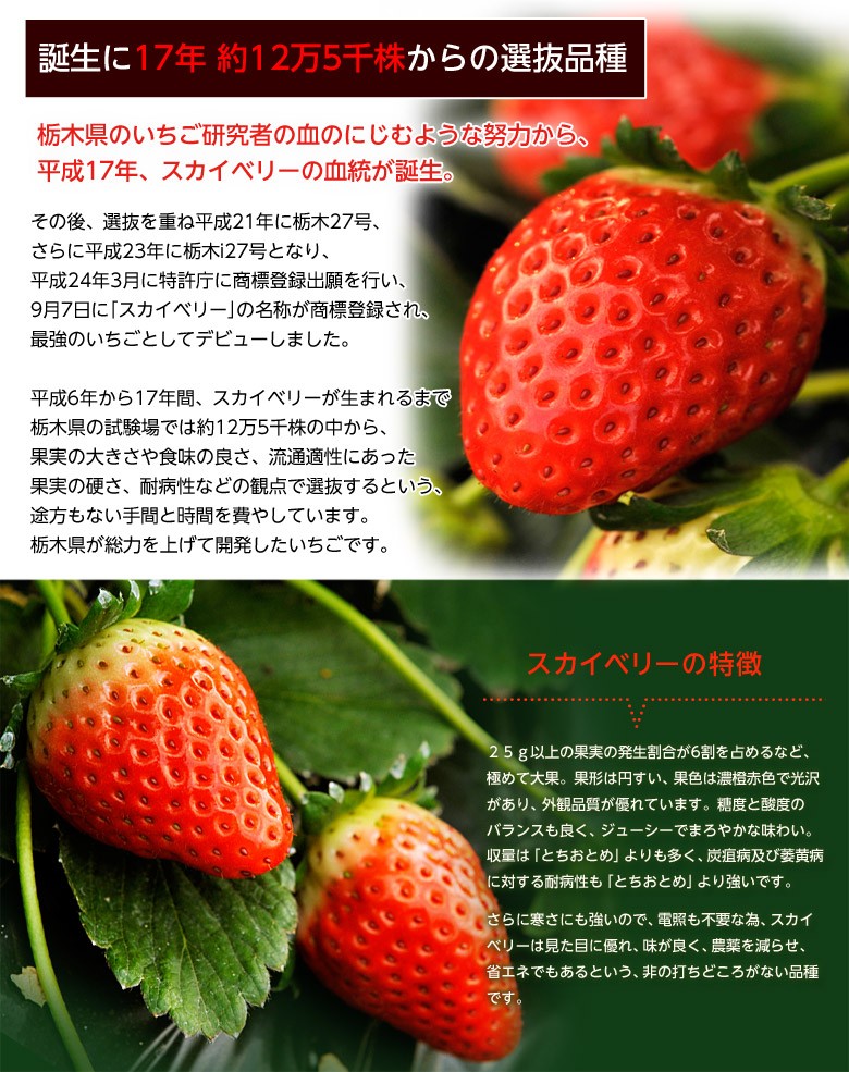 いちご 栃木県産 「スカイベリー」 1箱 約300g(5〜15粒)×2パック 計約600g ※冷蔵 送料無料 :203a07074:豊洲からの直送便  ヤフー店 - 通販 - Yahoo!ショッピング