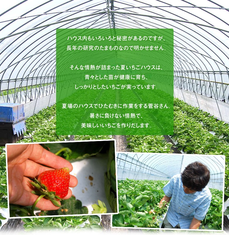 いちごです 寅壱 0287-964 踵踏み対応 出入りの多い現場向け安全靴
