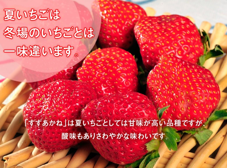 いちこさん専用 楽天市場】サイダー 【ケース販売】[極東クリエイト] おっと大分しゅ