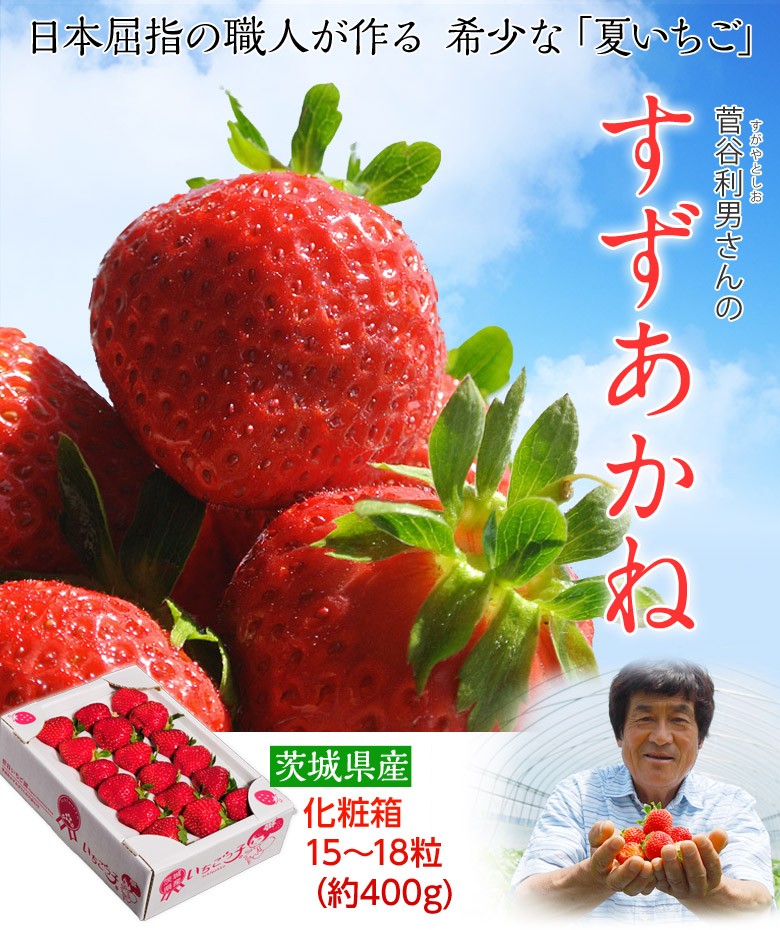 茨城県産 菅谷利男さんの夏いちご「すずあかね」 1箱15〜18粒