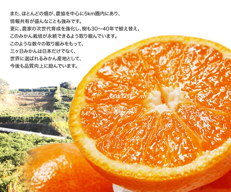 無地箱でお届け】三ヶ日みかん 青島種 静岡県産 3〜4Lサイズ 約