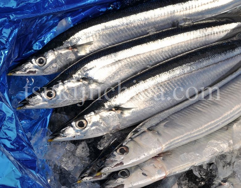 さんま 秋刀魚 サンマ 北海道根室直送 生サンマ 約2kg（14尾入） 豊洲市場 冷蔵 送料無料 :204z08084:豊洲からの直送便 ヤフー店 -  通販 - Yahoo!ショッピング