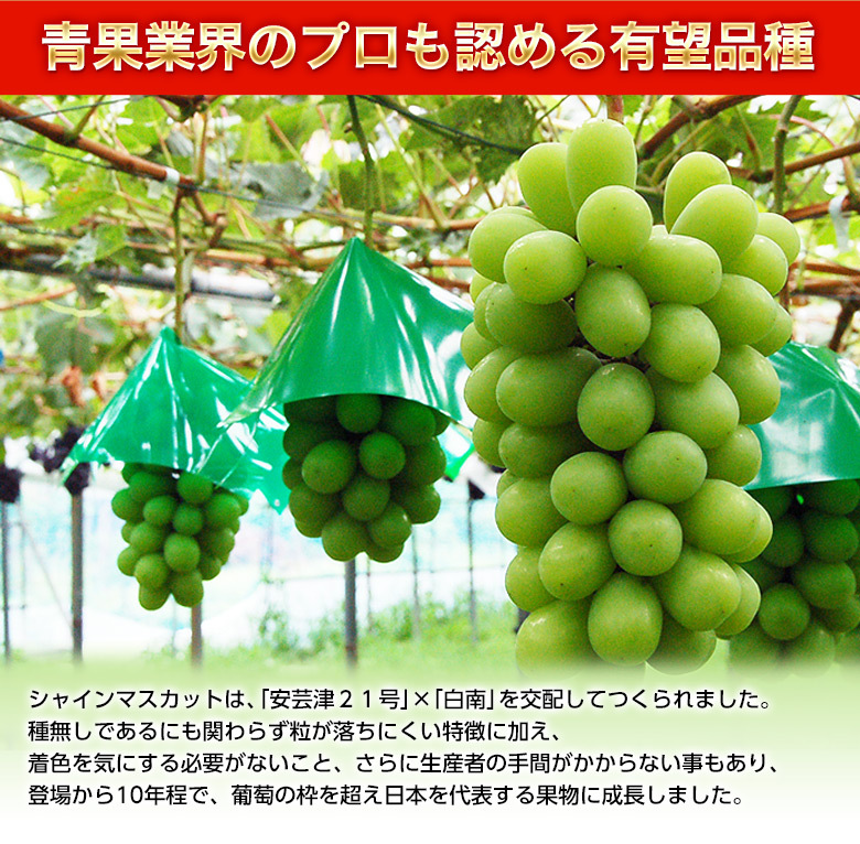 『シャインマスカット』長野県産 4房 計約1.6kg ※常温 送料無料