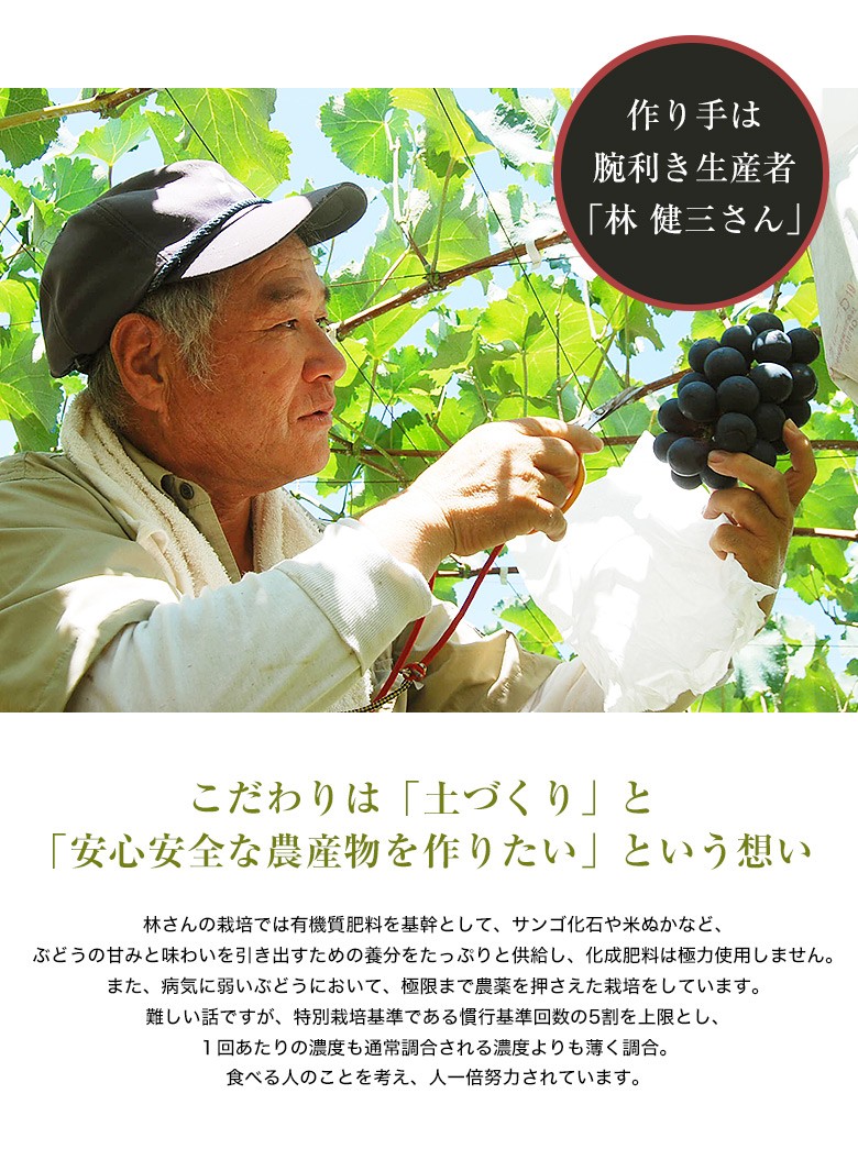 ぶどう 葡萄 ブドウ 長野県産 林健三さんのアウローラ21 1房 約