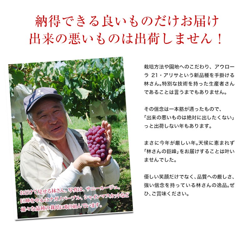 ぶどう 葡萄 ブドウ 長野県産 林健三さんのアウローラ21 1房 約
