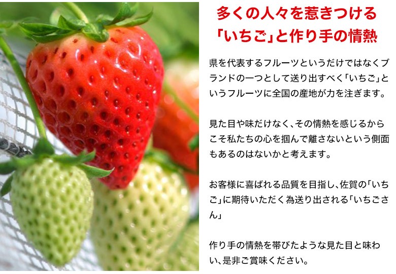 いちごさん』 佐賀県産 いちご 2L〜4L （8〜12粒）約240g×2パック