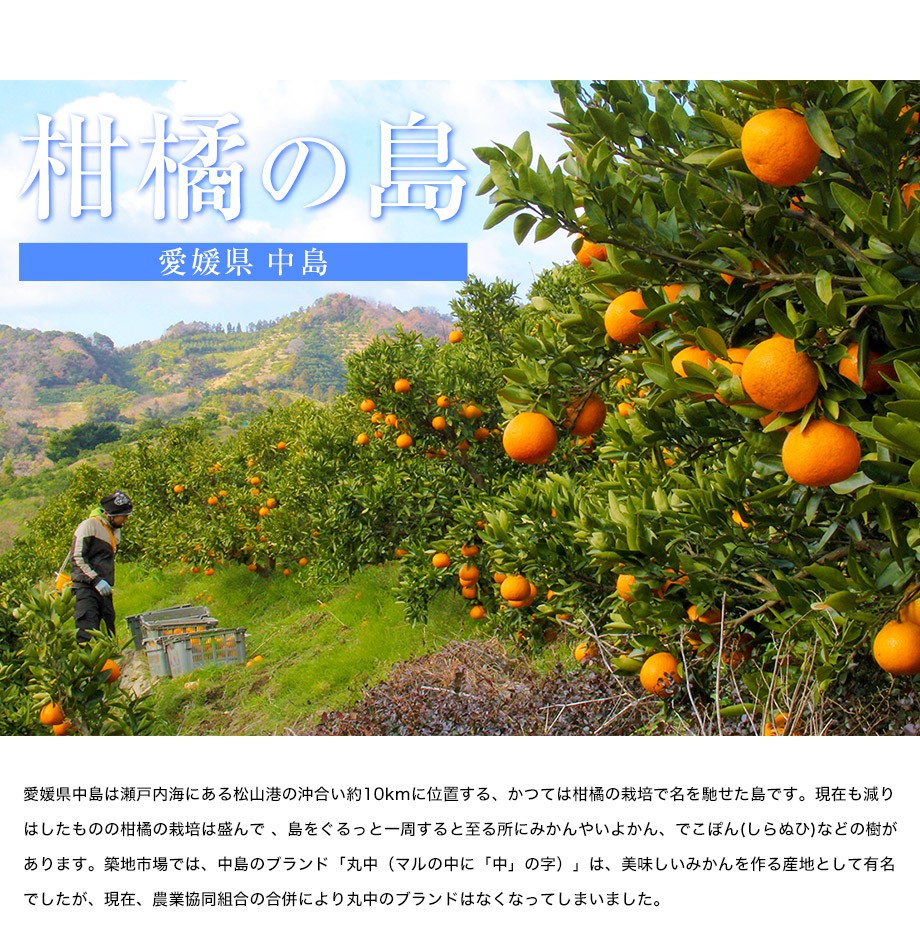 0以上 柑橘類のいよかんの９割が生産されている都道府県は ベストコレクション漫画 アニメ