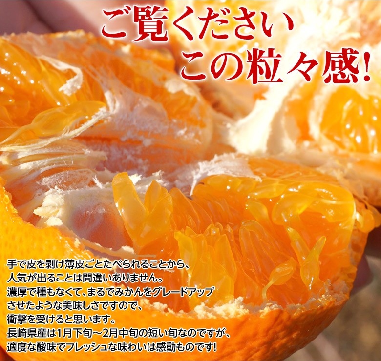 JA長崎せいひ『津之輝（つのかがやき）』長崎県産柑橘 2S〜L 約