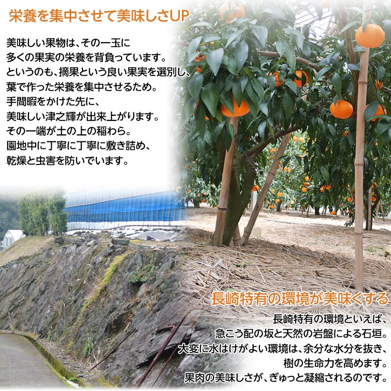 津之輝 （つのかがやき） 長崎県産柑橘 2S〜L 約2.5kg 産地箱 ※常温 JA