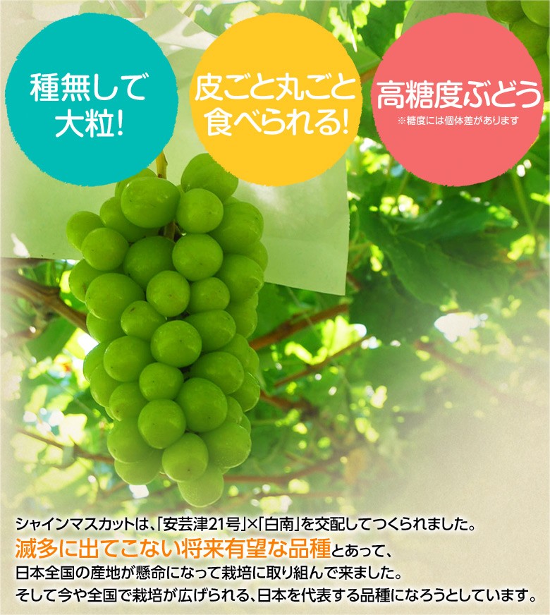 シャインマスカット』 山梨県産 4房 計約1.6kg 簡易箱 ※冷蔵 送料無料