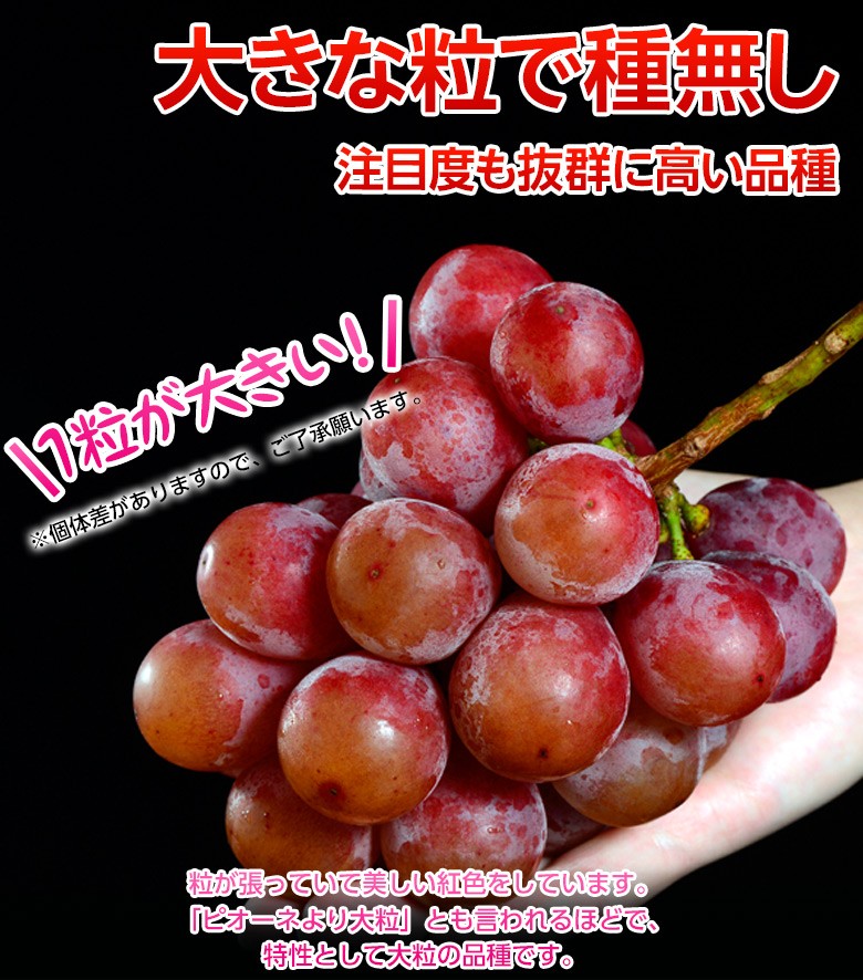 赤系 大粒ぶどう 『クイーンニーナ』長野県産 2房 計約900g ※冷蔵 送料