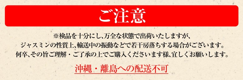 ぶどう ブドウ 葡萄 長野県産 ジャスミン 1房 約400g ※常温 送料無料 :204i01633:いただきマルシェ 通販  