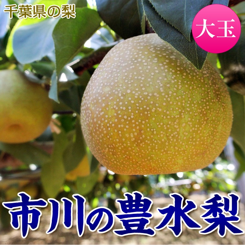 梨 なし 千葉県産 市川の梨 豊水 約5キロ 12〜18玉 送料無料 冷蔵