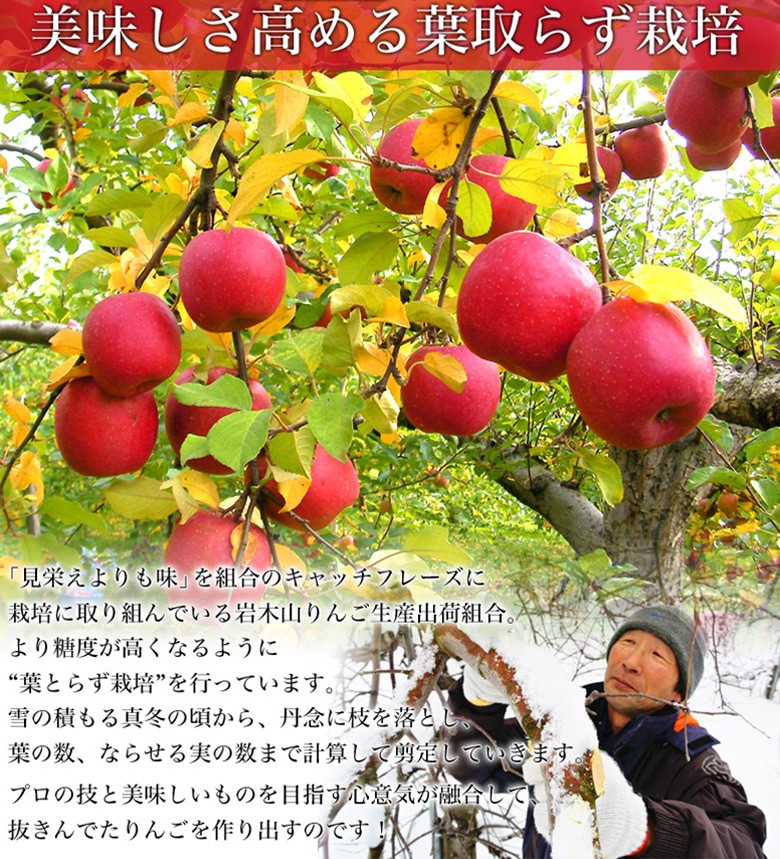 葉とらずりんご『サンつがる』青森県産 岩木山りんご生産出荷組合 約3kg（7〜15玉入）産地箱 ※冷蔵 送料無料  :203i06770:豊洲からの直送便 ヤフー店 - 通販 - Yahoo!ショッピング