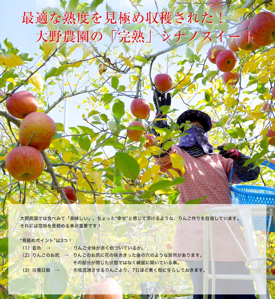 Lohaco 送料無料 完売 りんご 林檎 リンゴ 訳あり 大野農園のシナノスイート 福島県石川町産 約5kg 13 18玉 常温 産地直送 果物 フルーツ エールマーケット