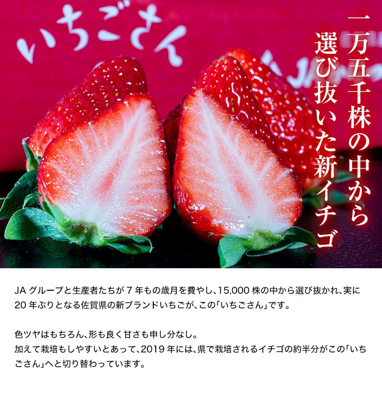 いちご イチゴ 苺 ギフト 佐賀県産 いちごさん 贈答用木箱入り 30粒