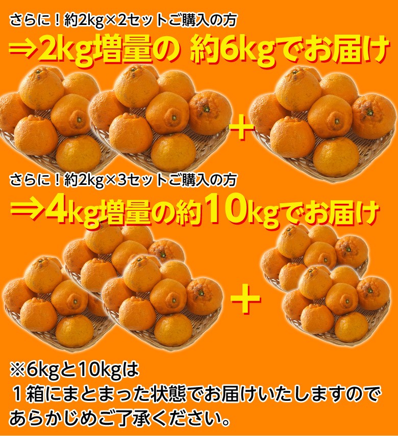 訳あり品 長崎県産　デコポン 約2kg（目安として8〜12玉程度）送料無料 ≪2箱購入で1箱分増量、3箱購入で2箱分増量≫　常温