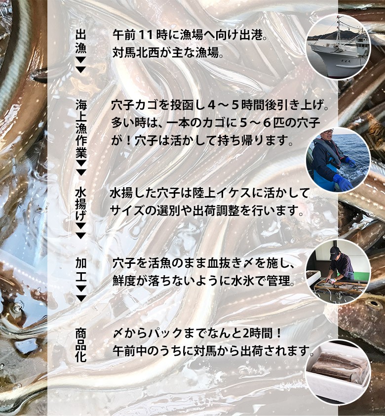 アナゴ 穴子 長崎県 対馬西沖産 あなご船 幸生丸 活〆 天然 真穴子 開き Lサイズ 約500g 産地直送 冷蔵出荷 4z 豊洲からの直送便 ヤフー店 通販 Yahoo ショッピング