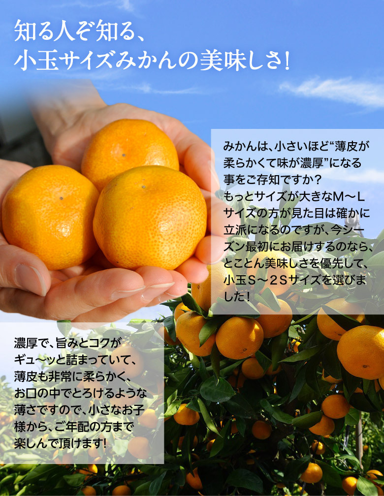 糖度12度選別 JAからつ みかん Only One 特秀品 約5kg S〜2S