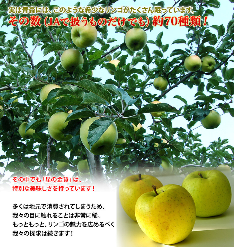 希少なりんご 星の金貨 青森県産 約3kg （9〜13玉） 特Ａ ※常温 送料