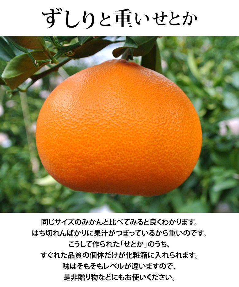 大玉 せとか 長崎県産 柑橘 3〜4L 約3kg（8〜10玉）産地箱 ※常温 JA