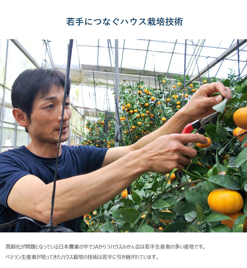 佐賀県JAからつ ハウスみかん 訳有り 超小玉 4S 約1.2キロ×2箱 佐賀県JAからつ ハウスみかん 訳有り 超小玉 4S 約1.2キロ×2箱