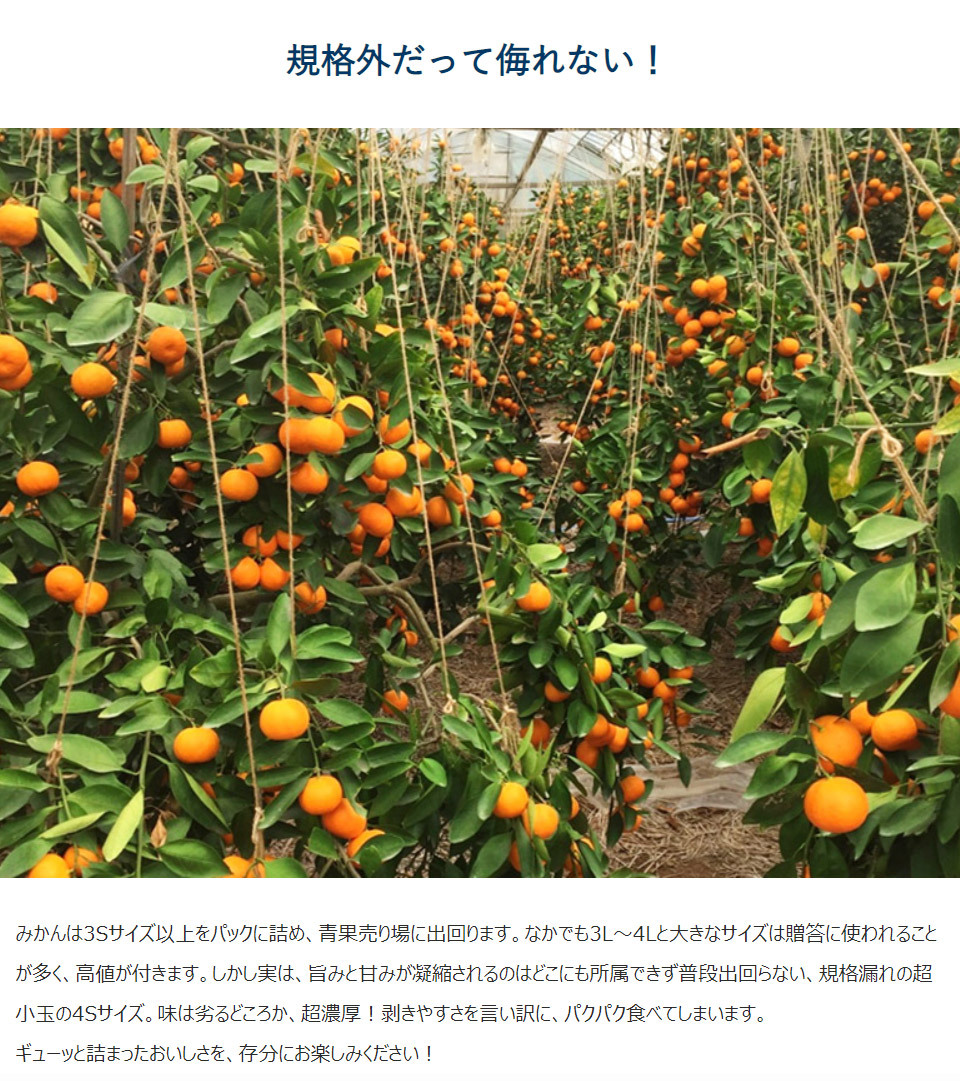 長崎】金太洋 つぶゼリー – irohaya