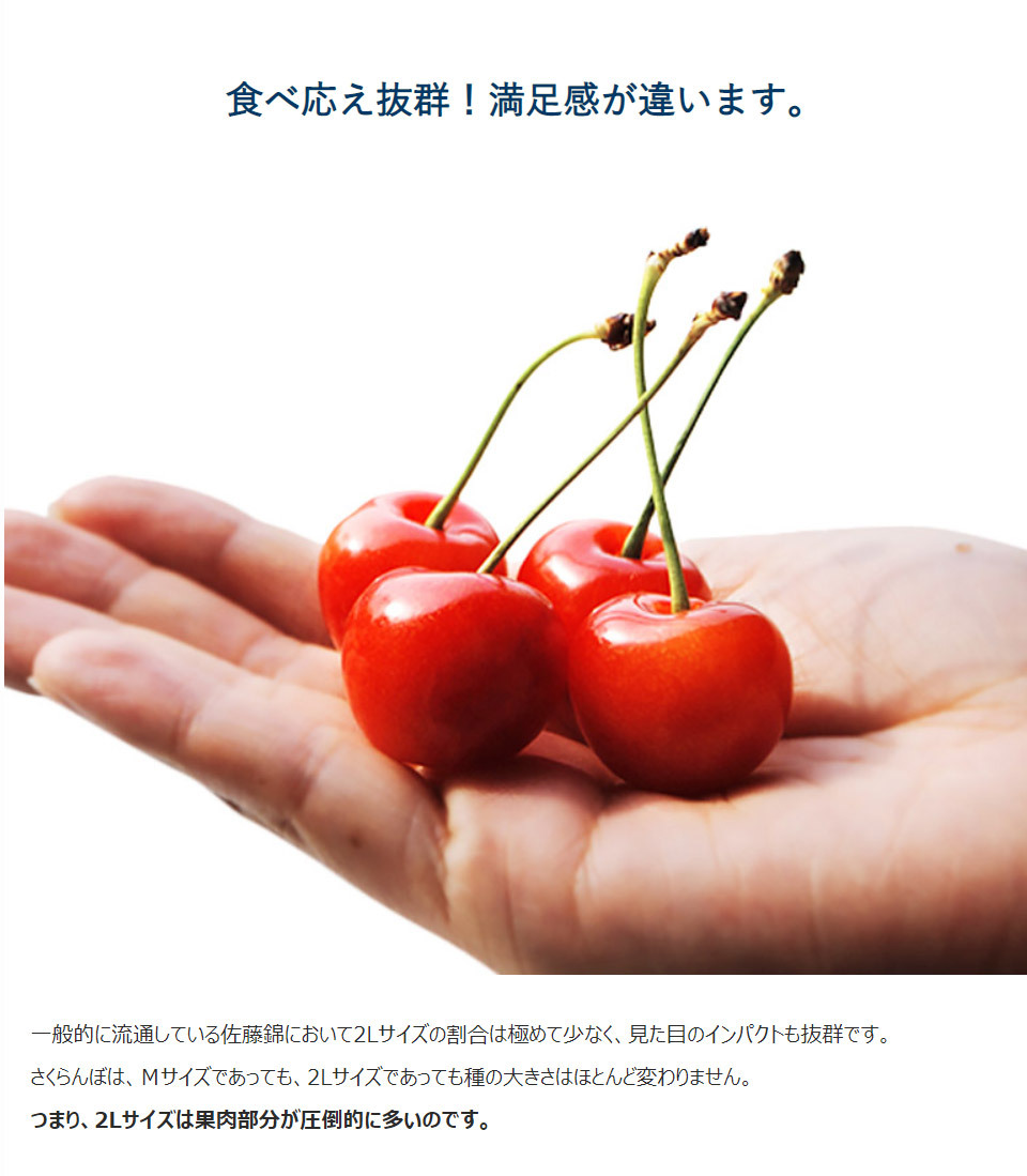 さくらんぼ 山形県産 齋藤さんグループの超大粒 佐藤錦 2l 約500g 約250g 2p 化粧箱入 送料無料 山形直送 ギフト 6月中旬 7月上旬出荷 4a 豊洲からの直送便 ヤフー店 通販 Yahoo ショッピング