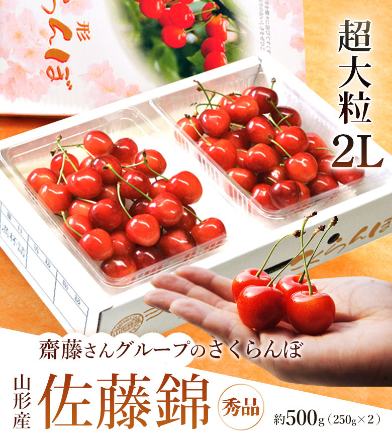 さくらんぼ 山形県産 齋藤さんグループの超大粒 佐藤錦 2l 約500g 約250g 2p 化粧箱入 送料無料 山形直送 ギフト 6月中旬 7月上旬出荷 4a 豊洲からの直送便 ヤフー店 通販 Yahoo ショッピング さくらんぼ 山形県産 齋藤さんグループの超大粒 佐藤錦 2l 約500g 約250g 2p 化粧箱入 送料無料 山形直送 ギフト 6月中旬 7月上旬出荷 4a 豊洲からの直送便 ヤフー店 通販 Yahoo ショッピング