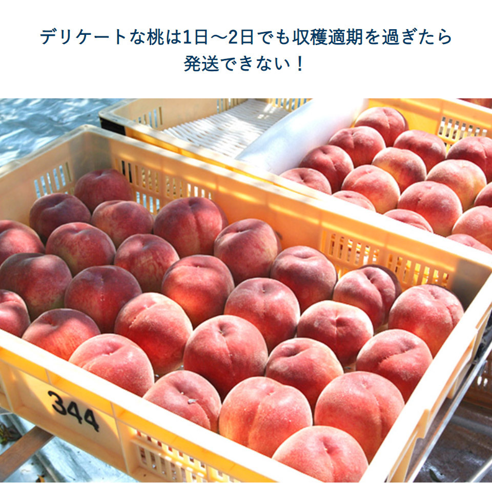 山梨県産 春日居共選所の訳あり「熟れ桃」 約1.3kg×2箱 ※常温