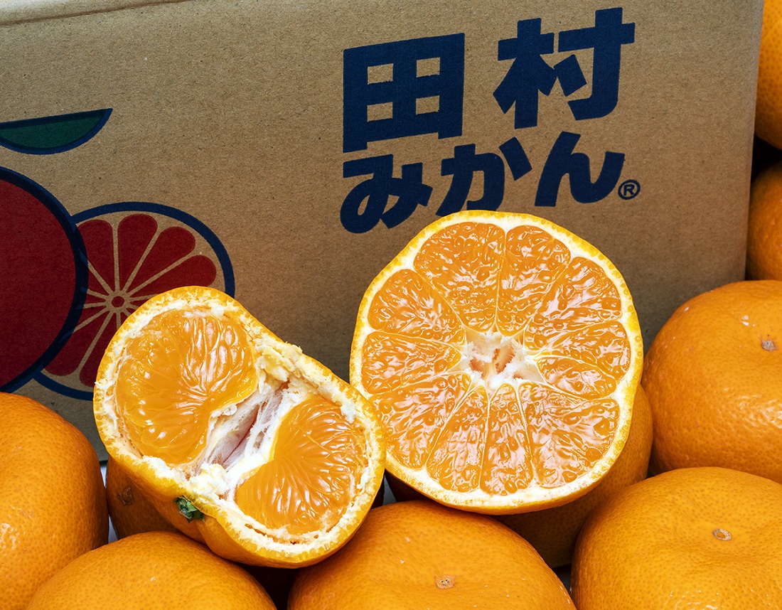 お試し 畑さんの『田村みかん（極晩生高糖度品種：今村温州）』 和歌山
