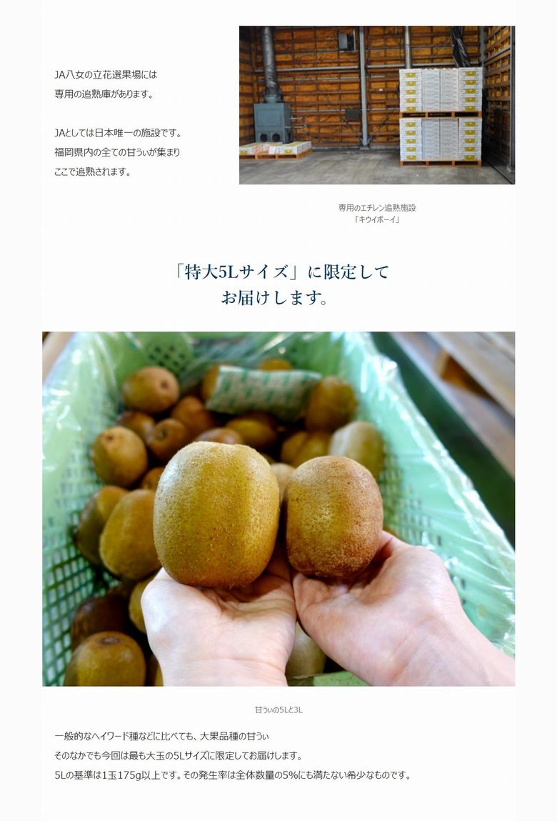 博多甘うぃ（あまうぃ）』 福岡県産 キウイフルーツ 5L 大玉限定 約1.4